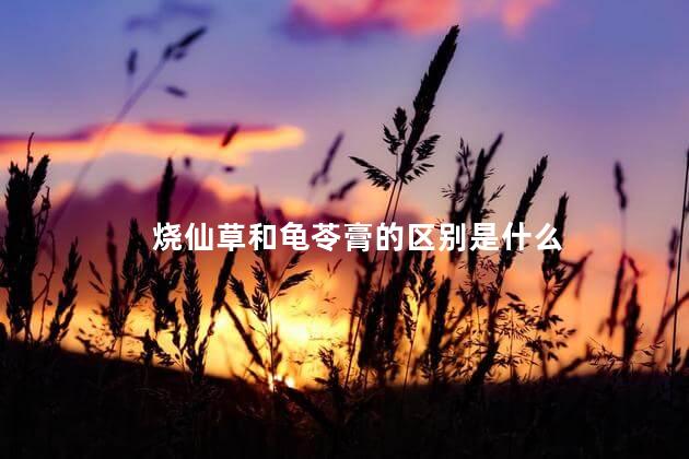 烧仙草和龟苓膏的区别是什么
