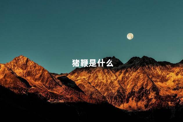 猪鞭是什么