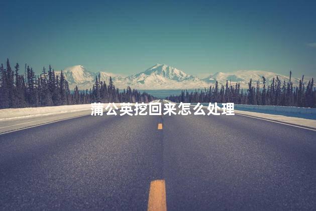 蒲公英挖回来怎么处理