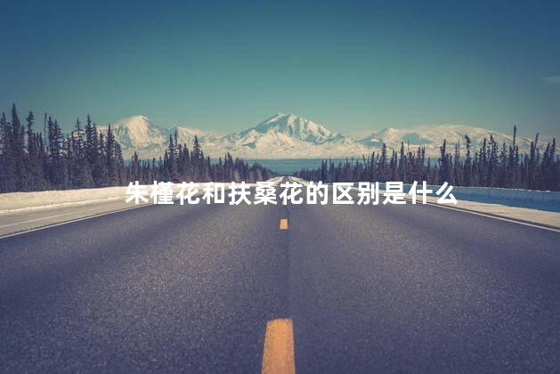 朱槿花和扶桑花的区别是什么