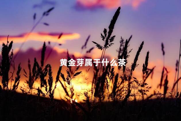 黄金芽属于什么茶